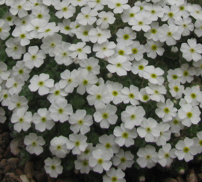 Androsace muscoidea Schacht's form